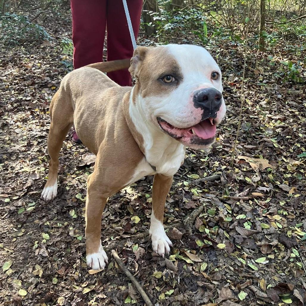 Wilbur 0486 — thumbnail 4