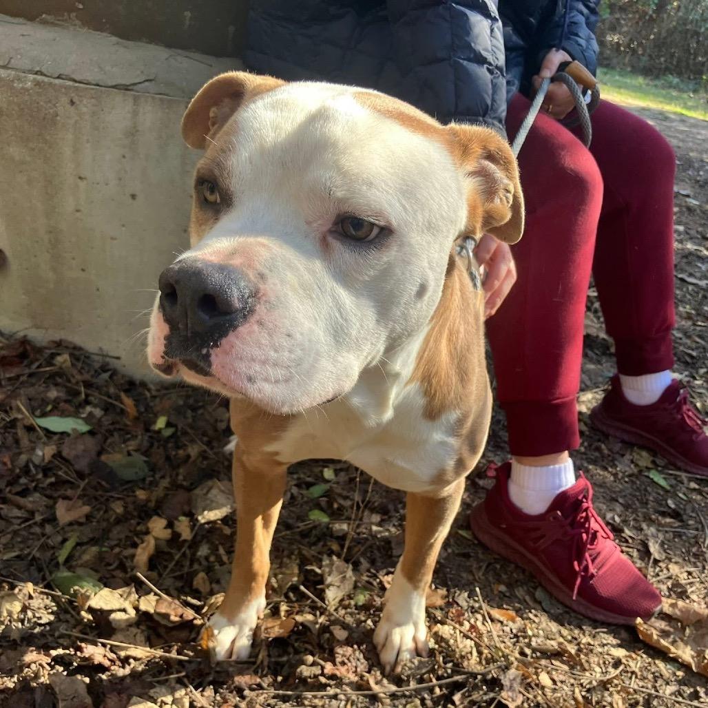 Wilbur 0486 — thumbnail 6