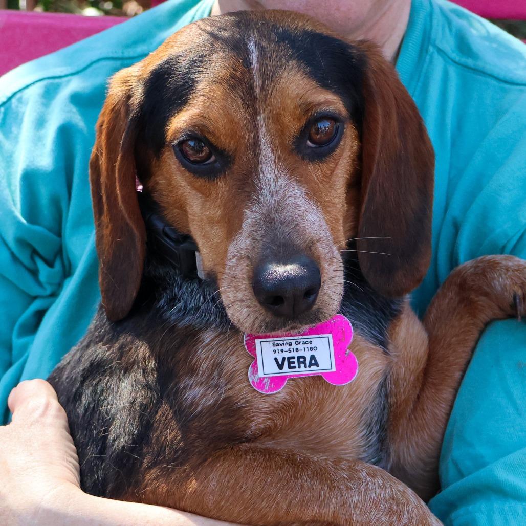 Vera, Adoptable, Adult Female Beagle.