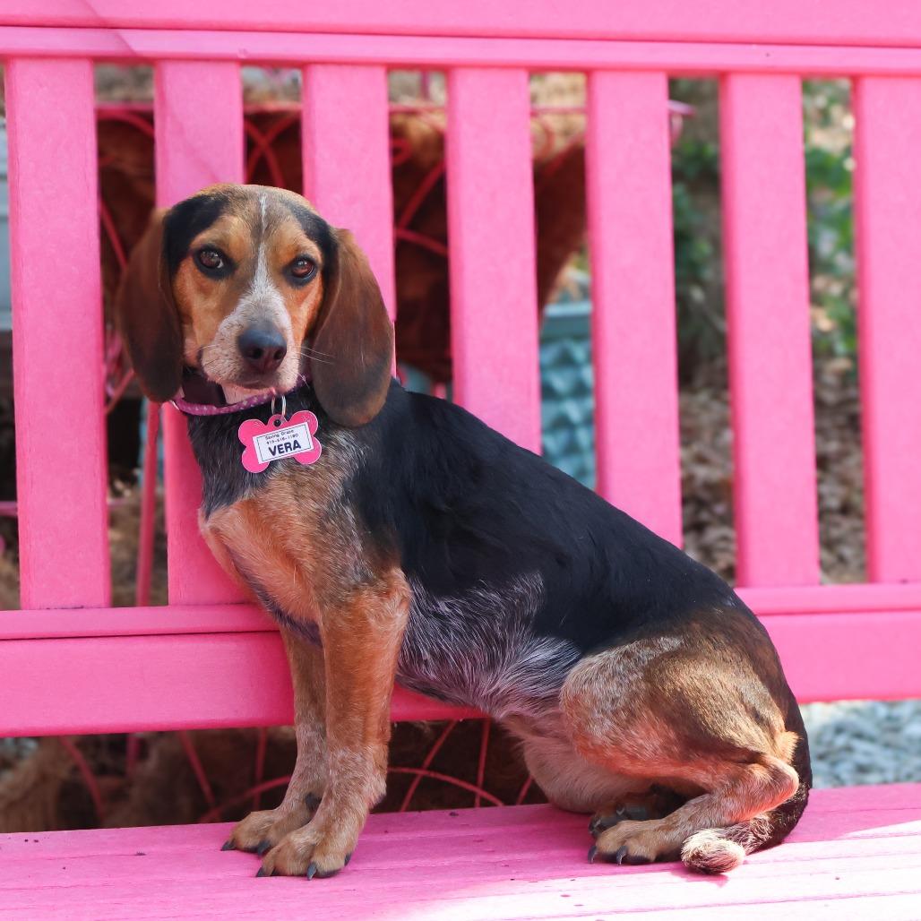 Enlarge Vera, a Adoptable Beagle in Wake Forest, NC image 2/2