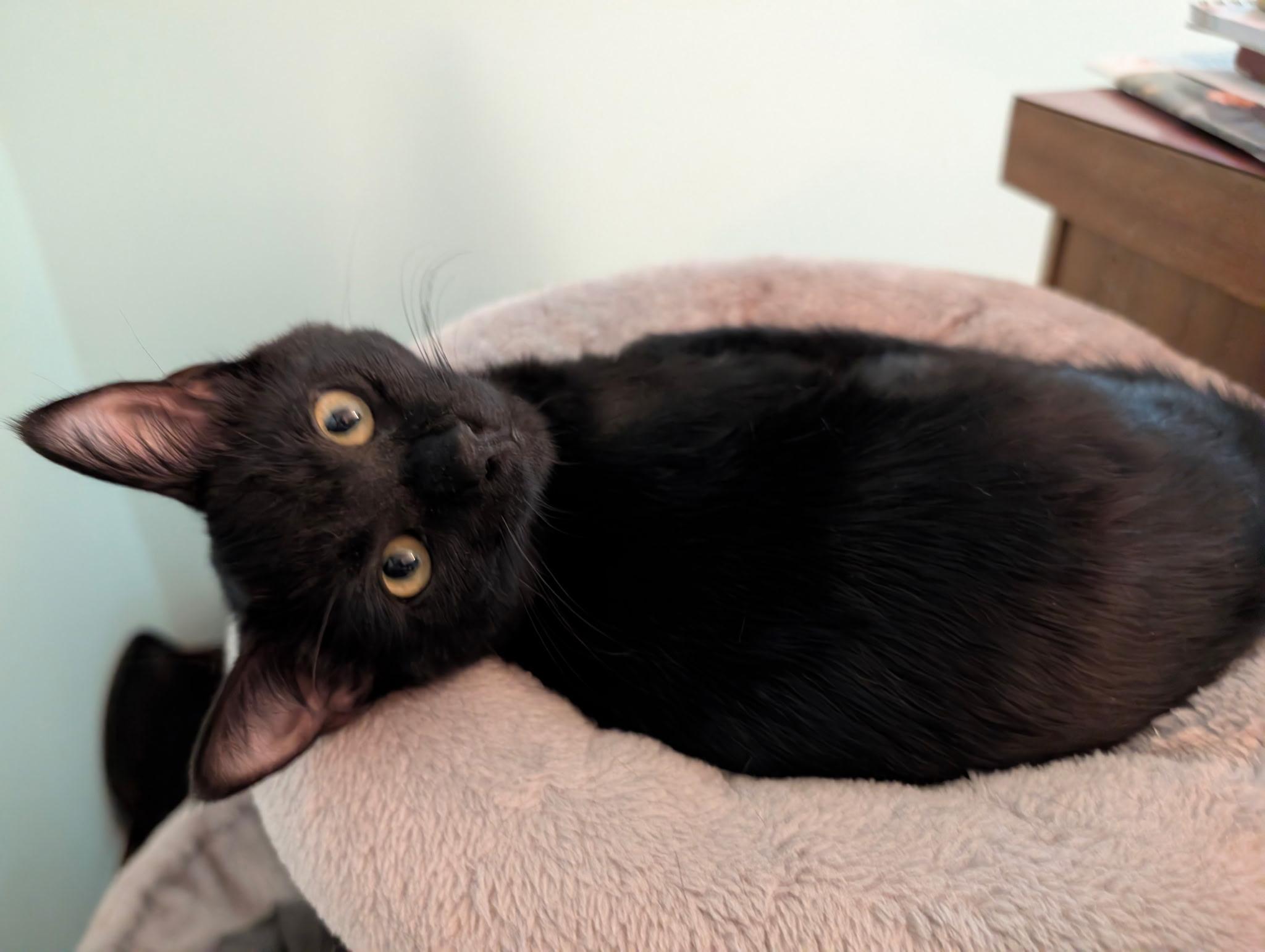 Enlarge Squid, a Adoptable Domestic Short Hair in Apple Valley, MN image 1/6