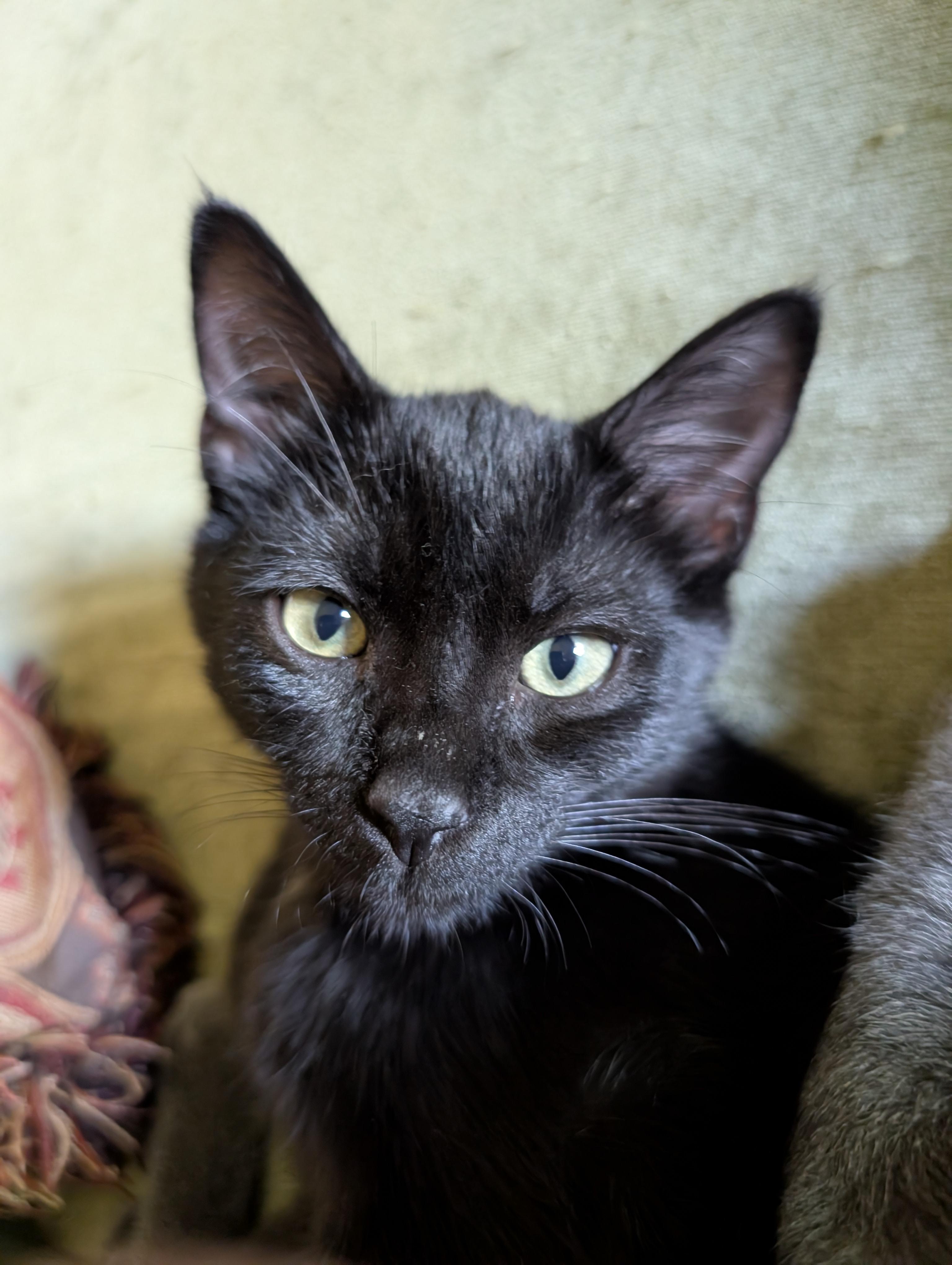 Enlarge Squid, a Adoptable Domestic Short Hair in Apple Valley, MN image 4/6