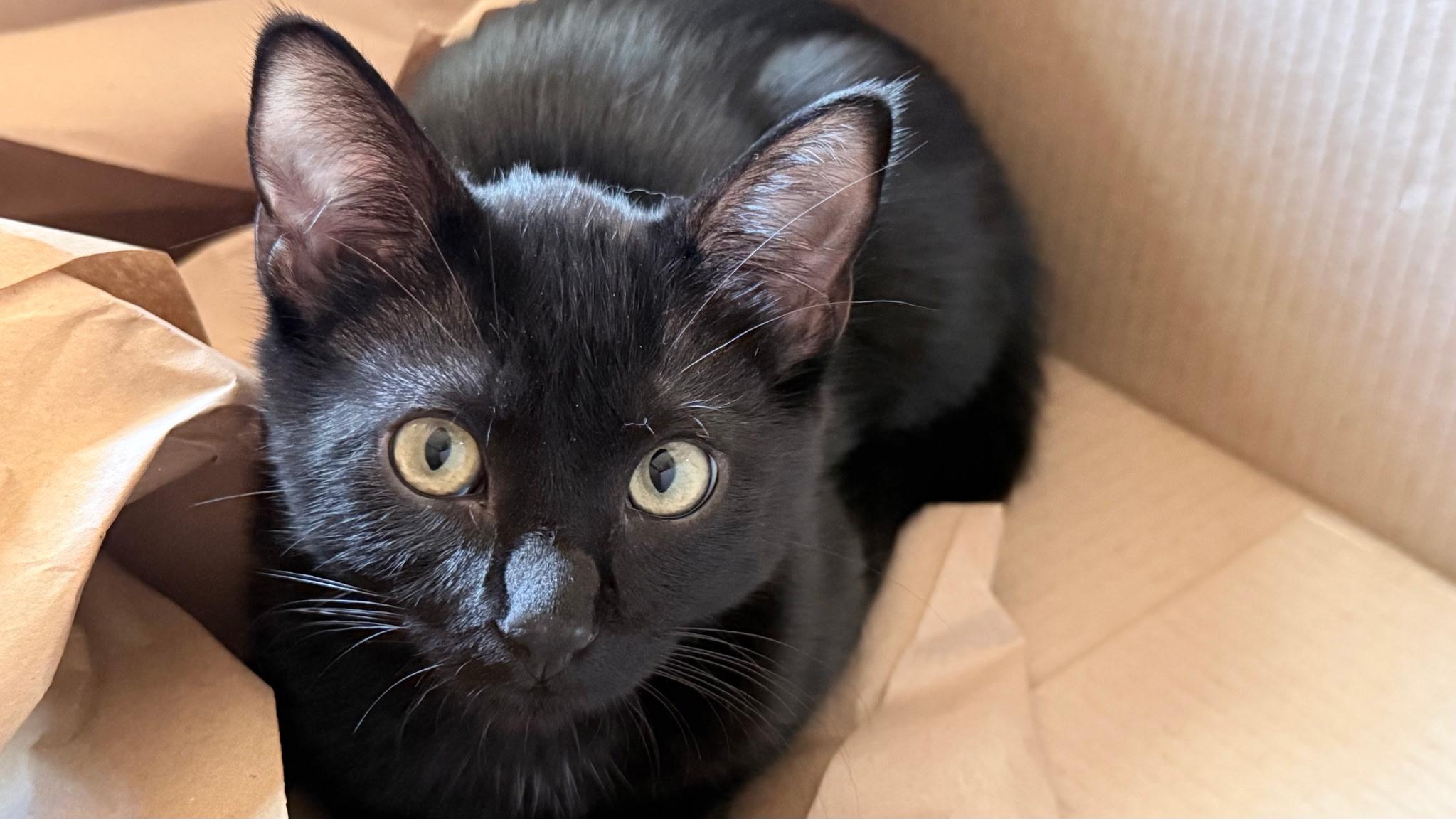 Enlarge Squid, a Adoptable Domestic Short Hair in Apple Valley, MN image 3/6