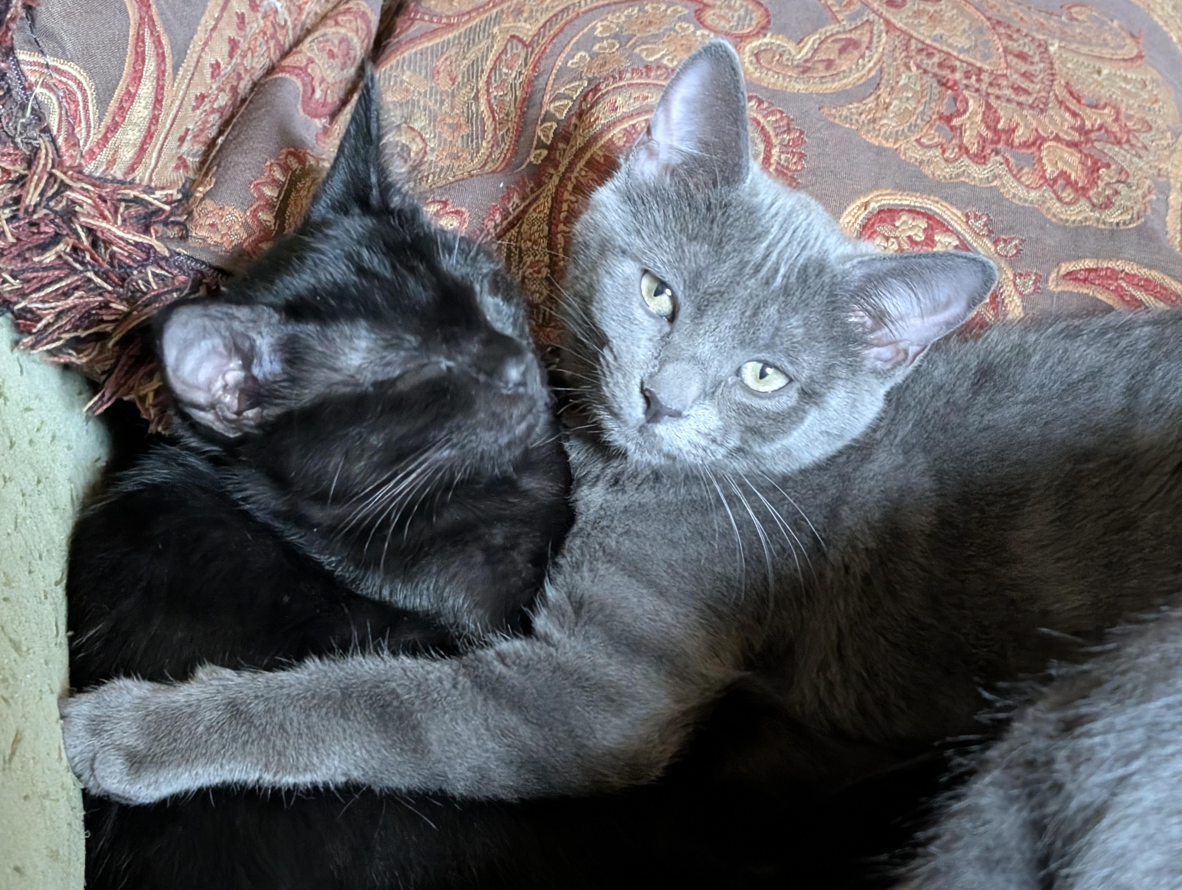 Enlarge Squid, a Adoptable Domestic Short Hair in Apple Valley, MN image 6/6