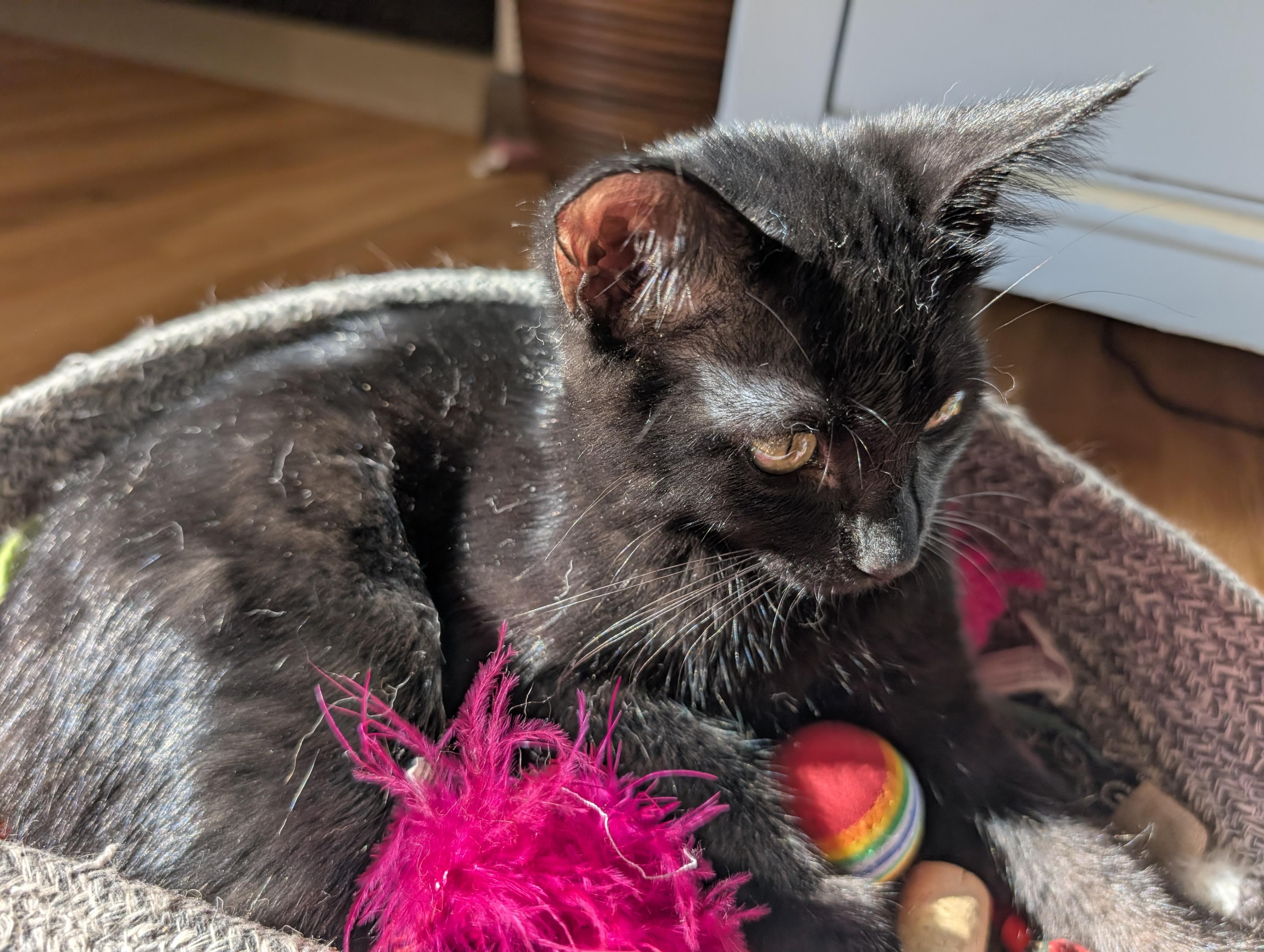 Enlarge Squid, a Adoptable Domestic Short Hair in Apple Valley, MN image 5/6