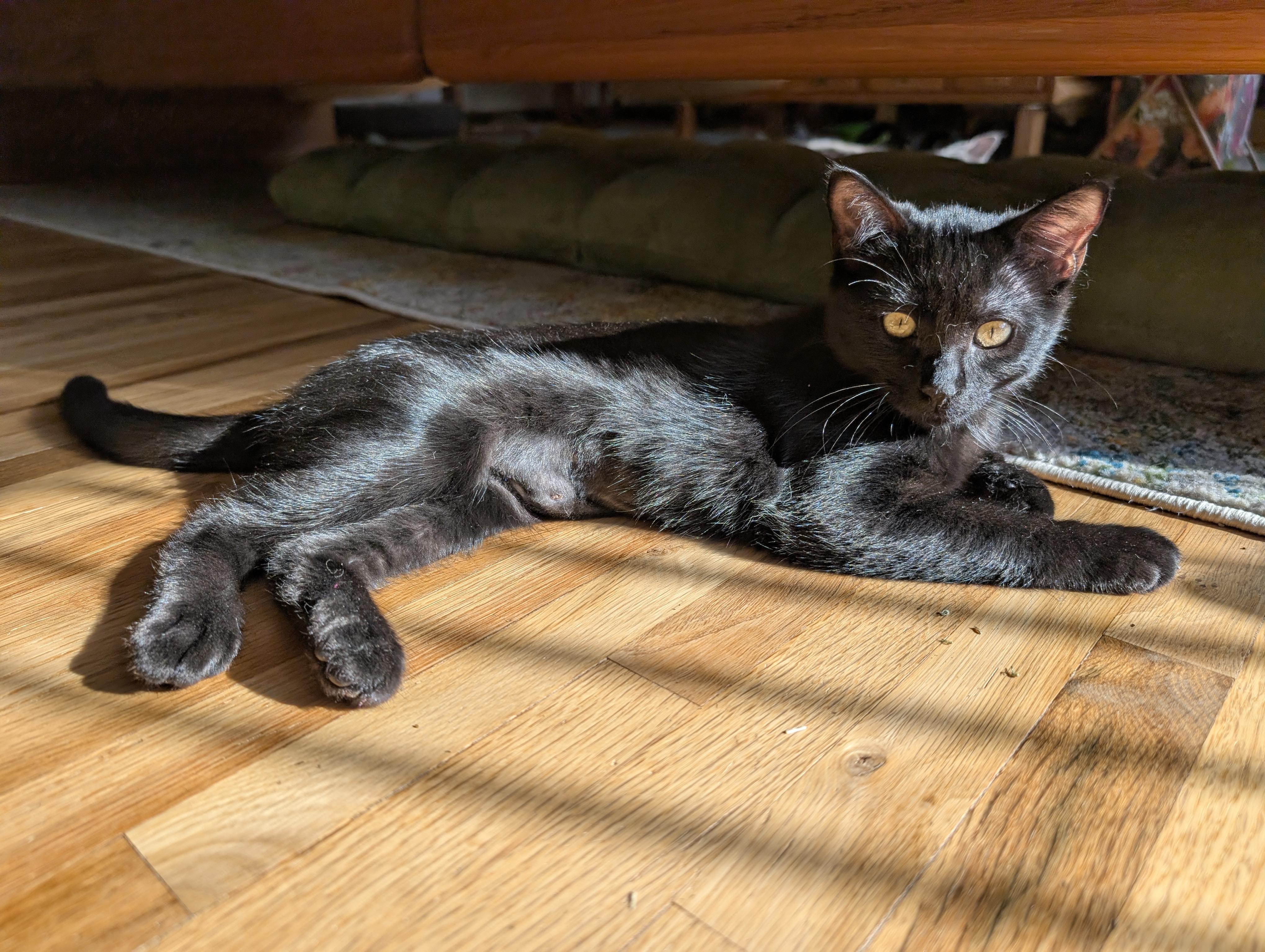 Enlarge Squid, a Adoptable Domestic Short Hair in Apple Valley, MN image 2/6