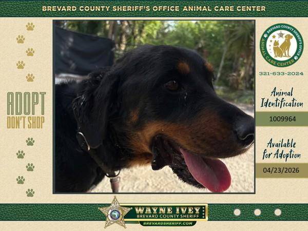 Enlarge Twiggy, a Adoptable mixed breed in Melbourne, FL image 1/1