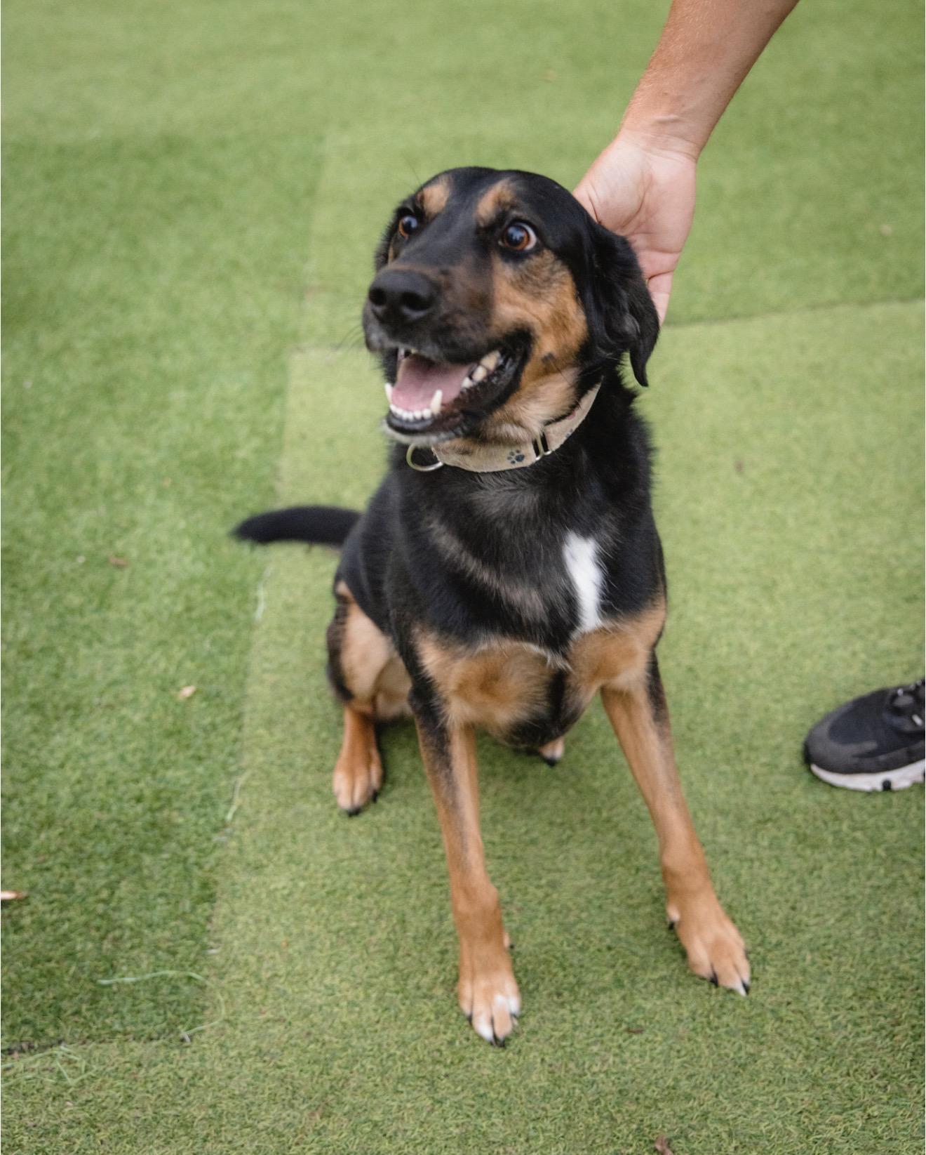 Enlarge Arlington, a Adopted mixed breed in Smyrna, TN image 2/4