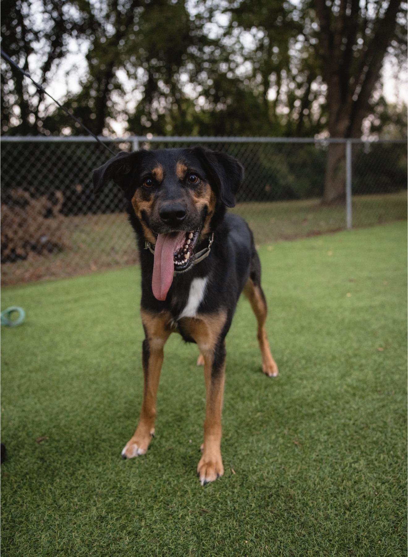 Arlington, Adopted, Young Male German Shepherd Dog & Hound.