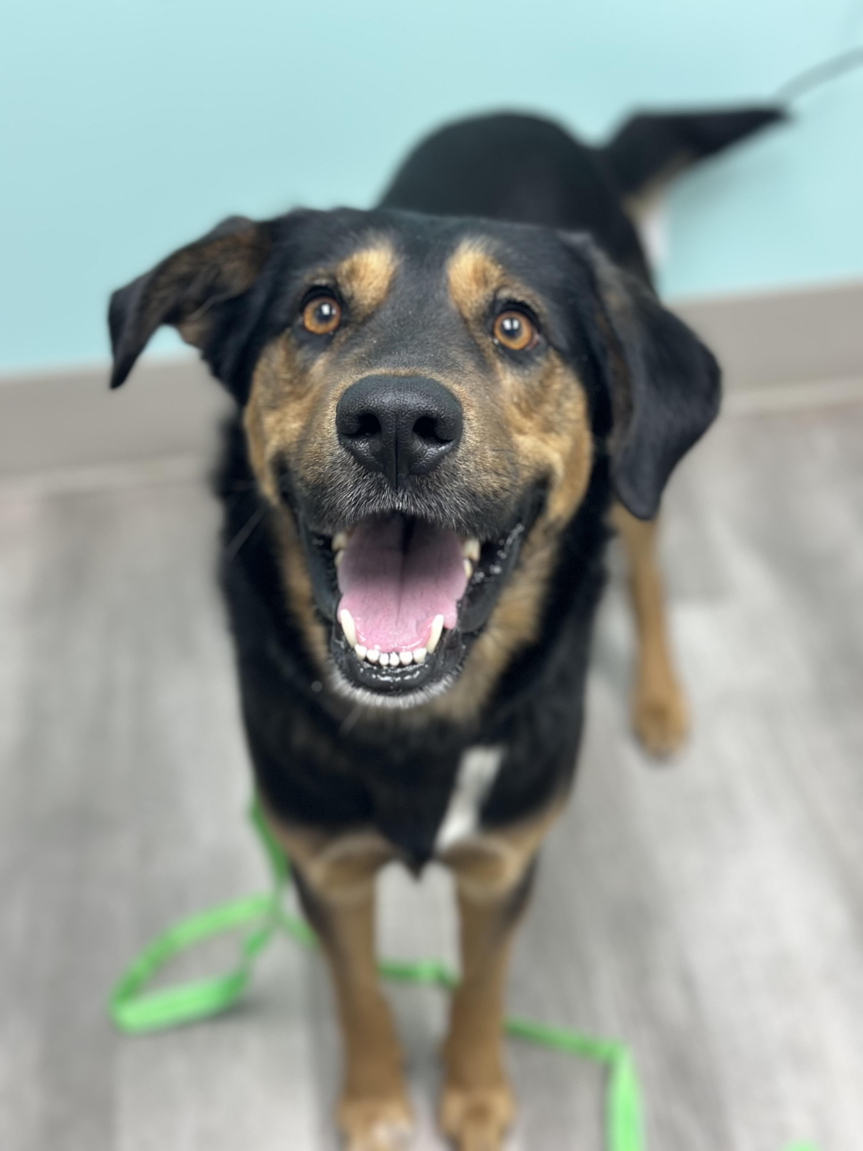 Enlarge Arlington, a ADOPTABLE mixed breed in Smyrna, TN image 1/4