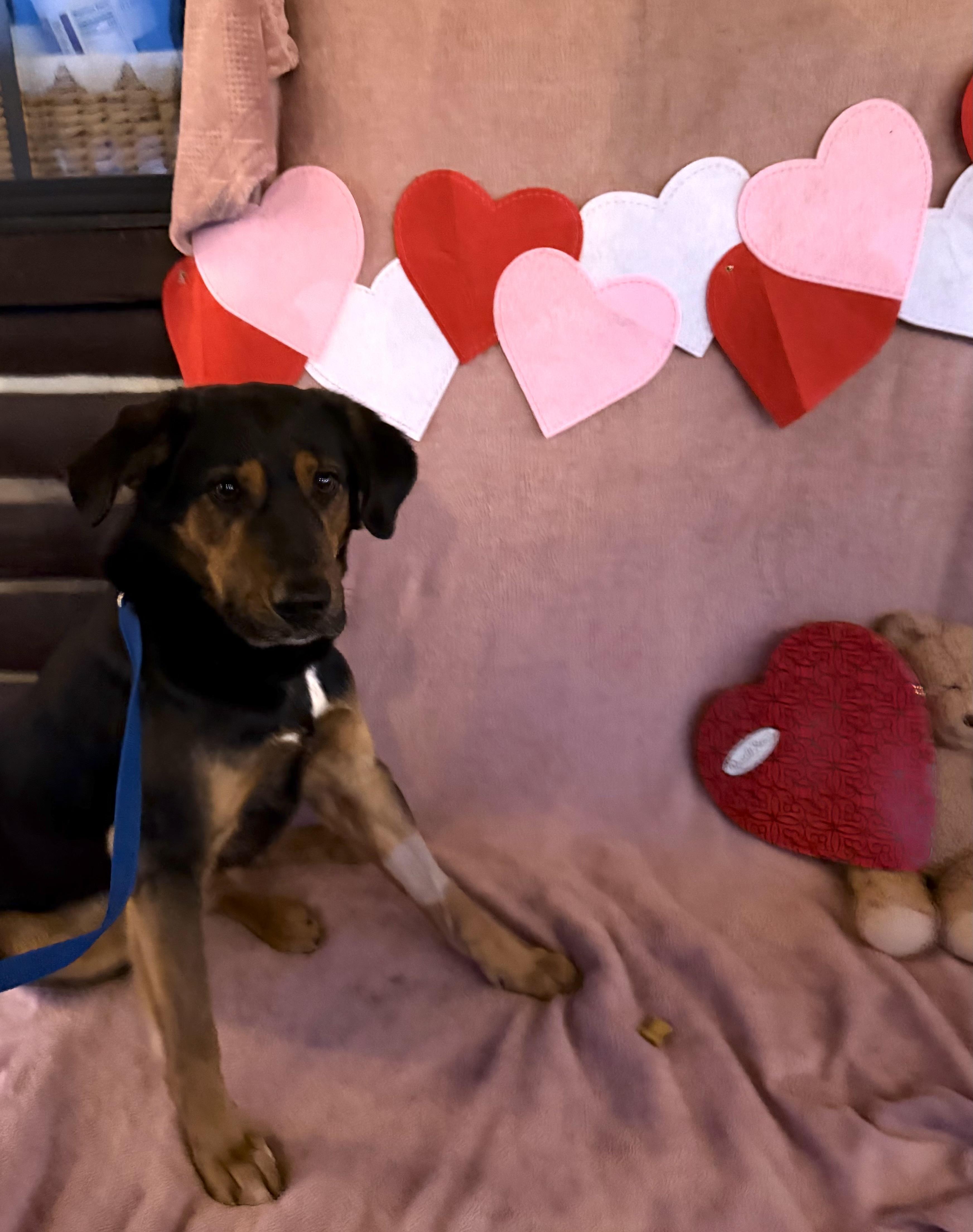 Enlarge Arlington, a ADOPTABLE mixed breed in Smyrna, TN image 2/4