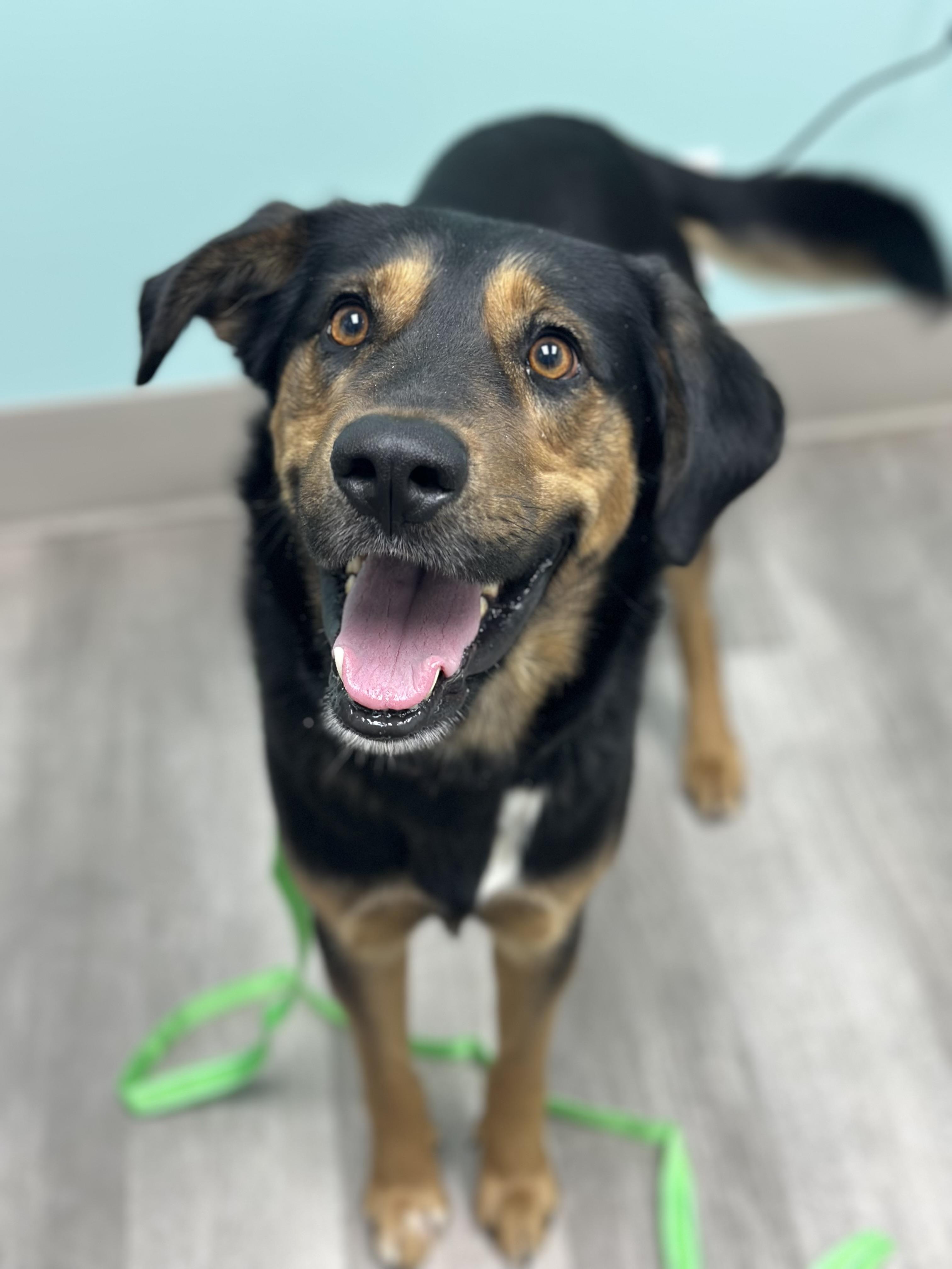 Enlarge Arlington, a ADOPTABLE mixed breed in Smyrna, TN image 3/4