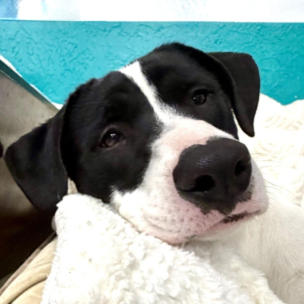 Enlarge Willa, a Adoptable mixed breed in Hurricane, UT image 3/6