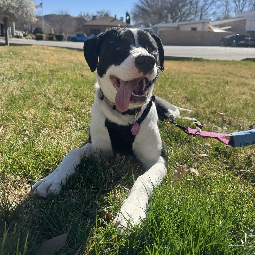 Willa, Adoptable, Young Female Mixed Breed.