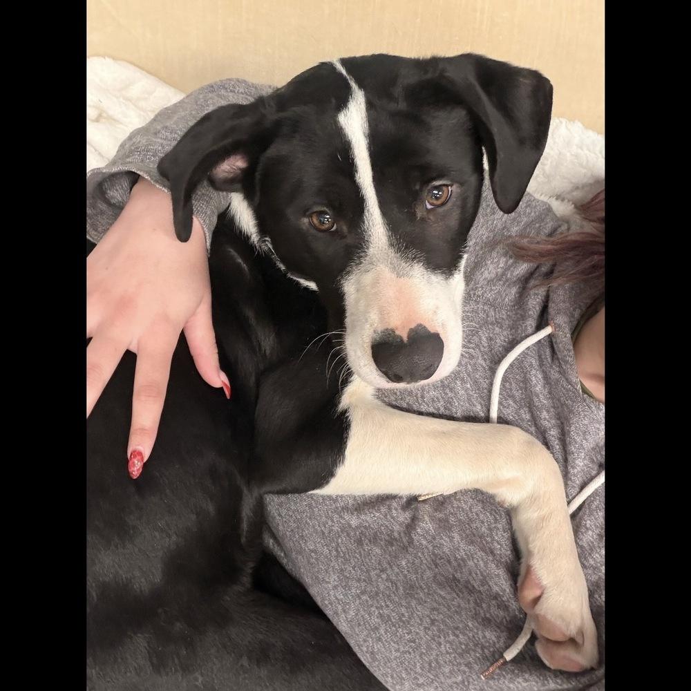 Willa, a Adoptable mixed breed in Hurricane, UT image 1/5