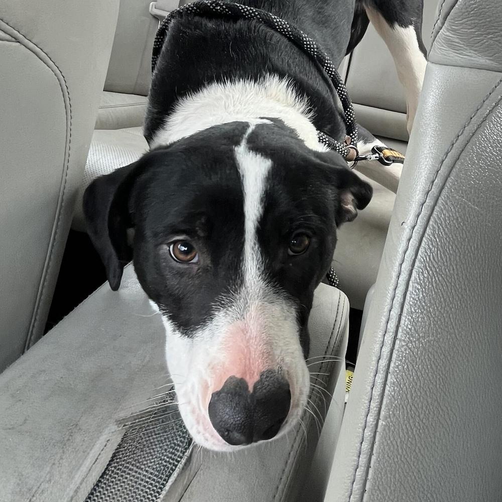 Willa, a Adoptable mixed breed in Hurricane, UT image 2/5