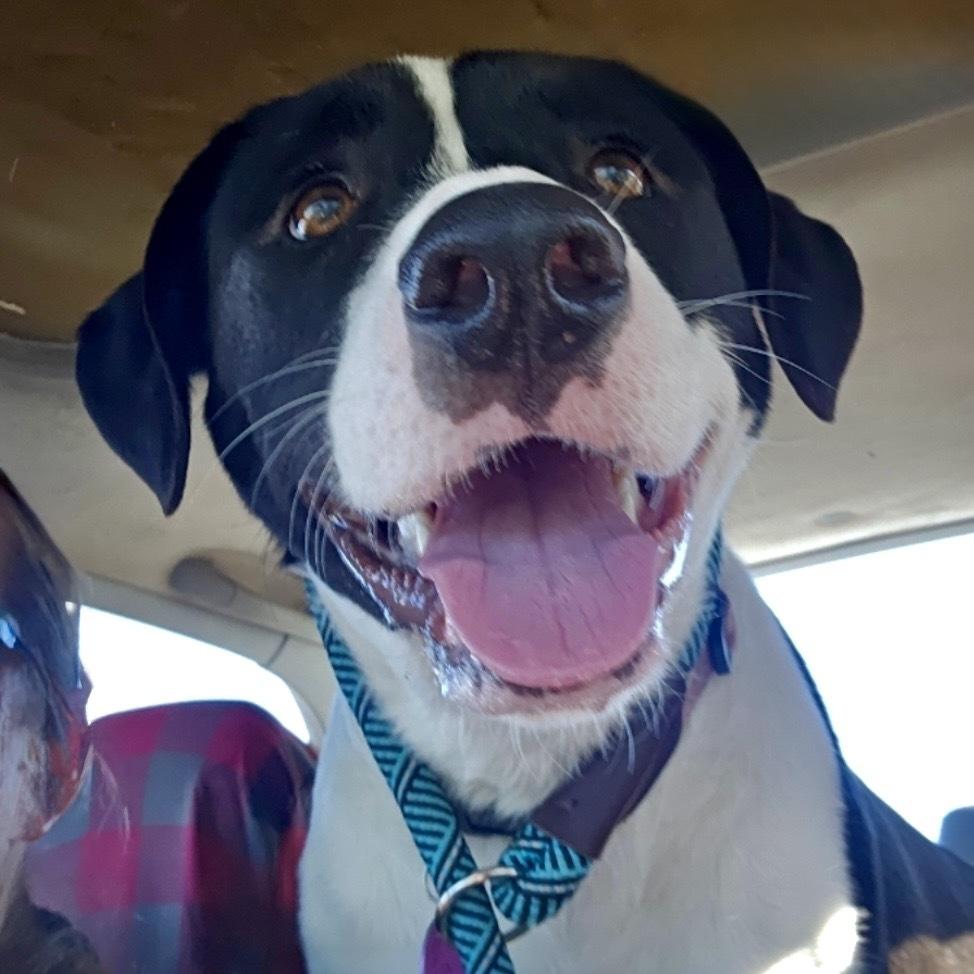 Enlarge Willa, a Adoptable mixed breed in Hurricane, UT image 2/6