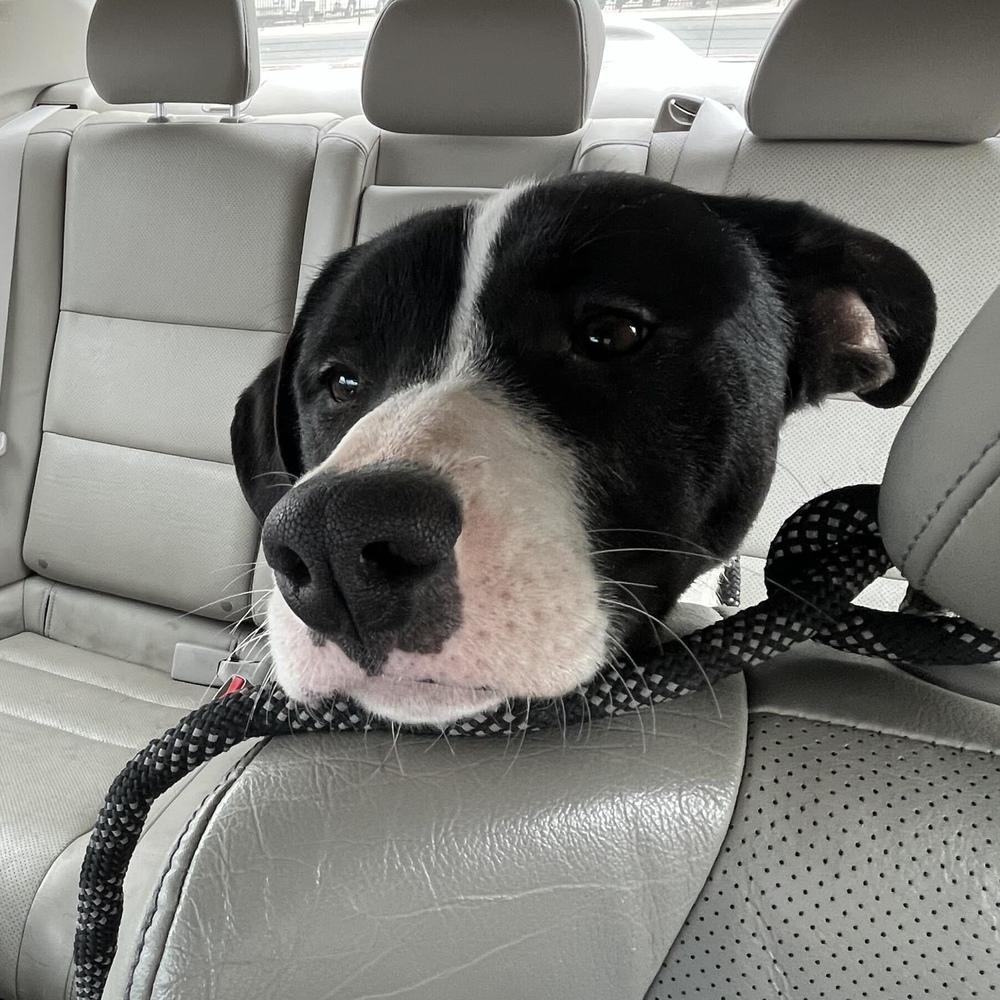 Willa, a Adoptable mixed breed in Hurricane, UT image 3/5