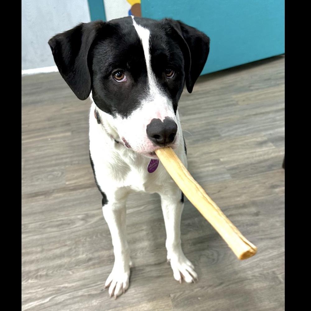 Enlarge Willa, a Adoptable mixed breed in Hurricane, UT image 6/6