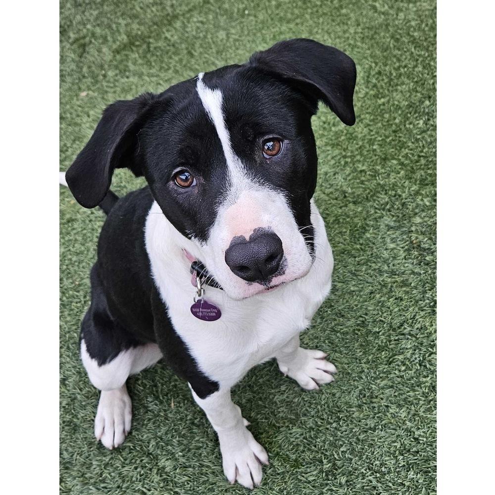 Willa, a Adoptable mixed breed in Hurricane, UT image 4/5