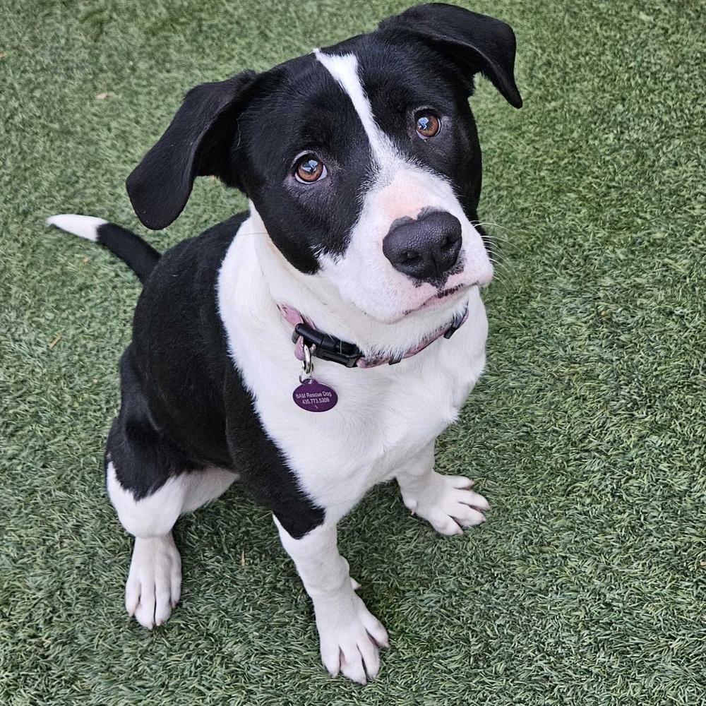 Willa, a Adoptable mixed breed in Hurricane, UT image 5/5