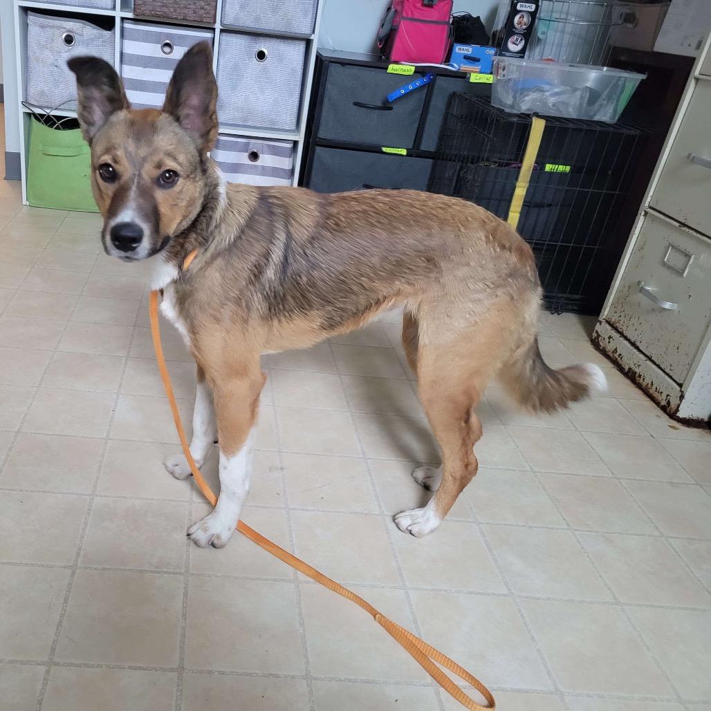 Enlarge Finch, a Adoptable mixed breed in Hohenwald, TN image 1/2