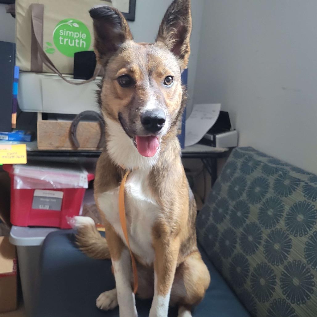 Enlarge Finch, a Adoptable mixed breed in Hohenwald, TN image 2/2
