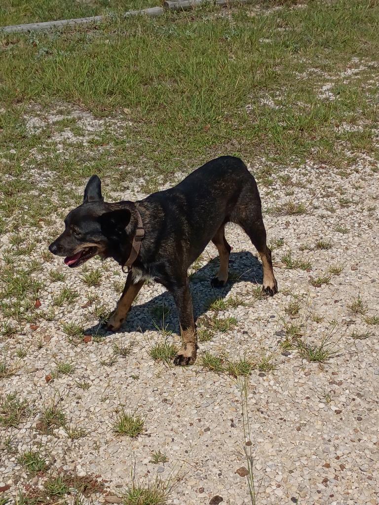 Enlarge Megara, a Adoptable mixed breed in Rockport, TX image 1/2