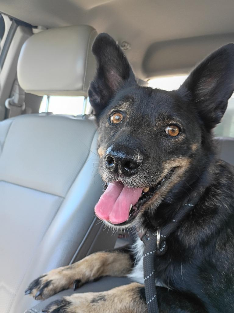 Enlarge Megara, a Adoptable mixed breed in Rockport, TX image 2/2