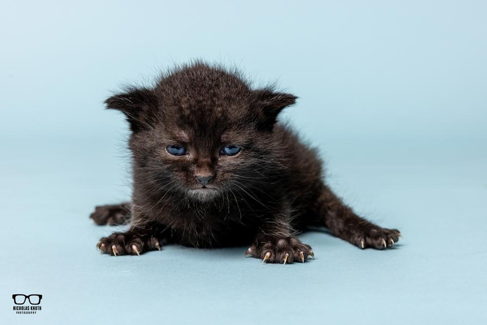 Adriana, a Adoptable Domestic Medium Hair in Palatine, IL image 1/4