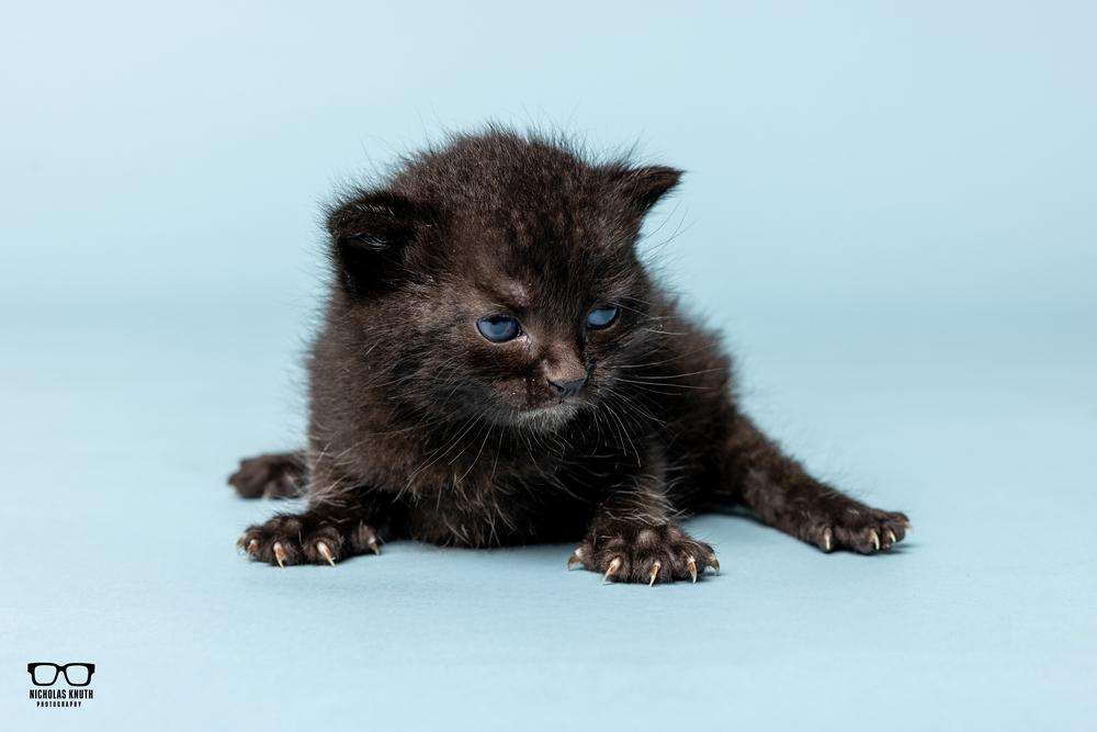 Adriana, a Adoptable Domestic Medium Hair in Palatine, IL image 2/4