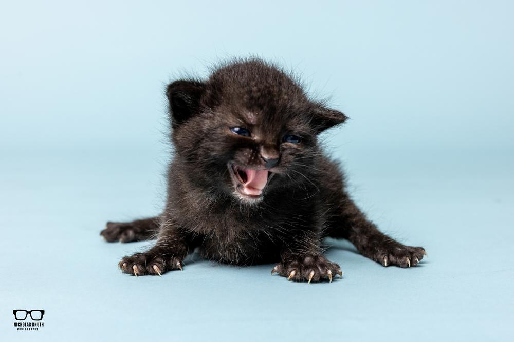 Adriana, a Adoptable Domestic Medium Hair in Palatine, IL image 3/4