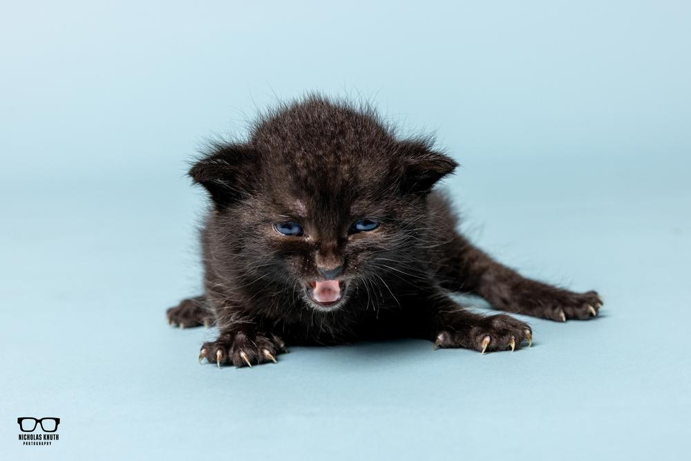 Adriana, a Adoptable Domestic Medium Hair in Palatine, IL image 4/4