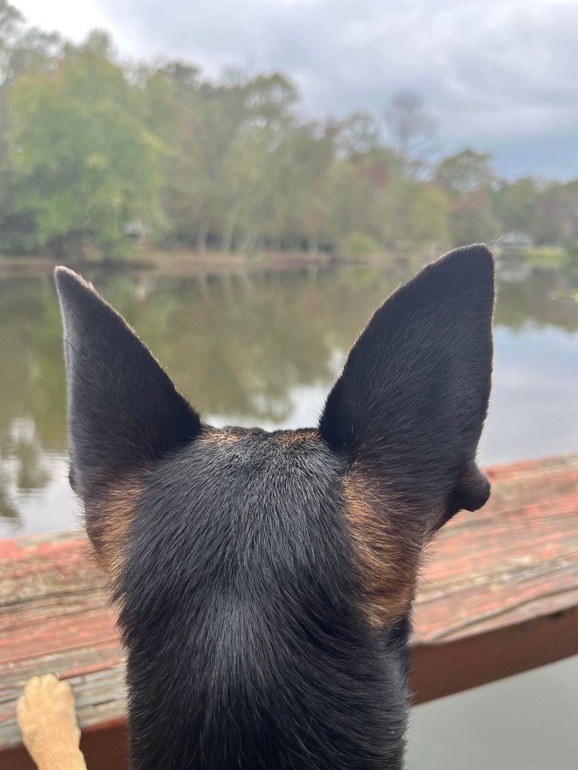 Bingo , Adopted, Adult Male Terrier.