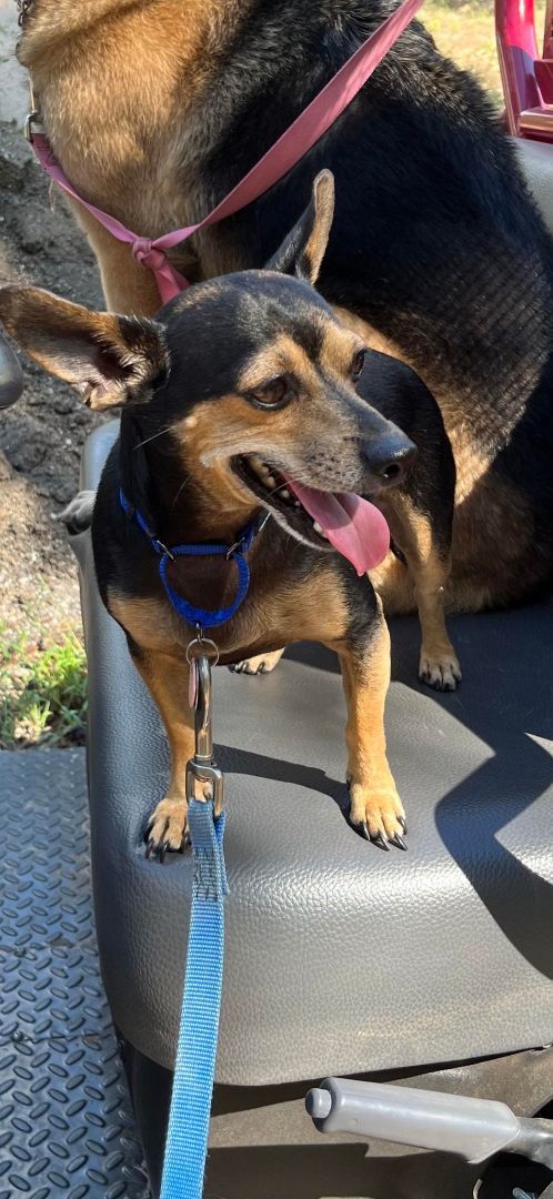 Enlarge Bingo , a Adopted Terrier in Dallas, TX image 2/5