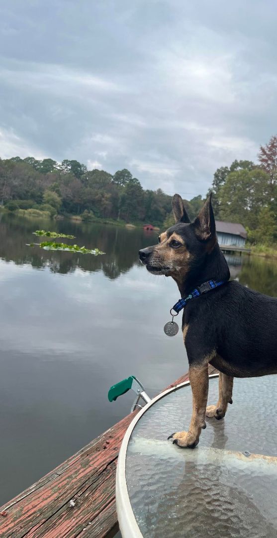 Enlarge Bingo , a Adopted Terrier in Dallas, TX image 3/5