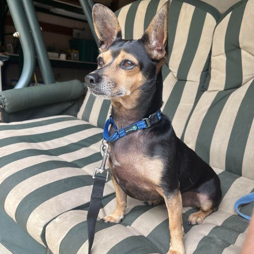 Enlarge Bingo , a Adopted Terrier in Dallas, TX image 4/5