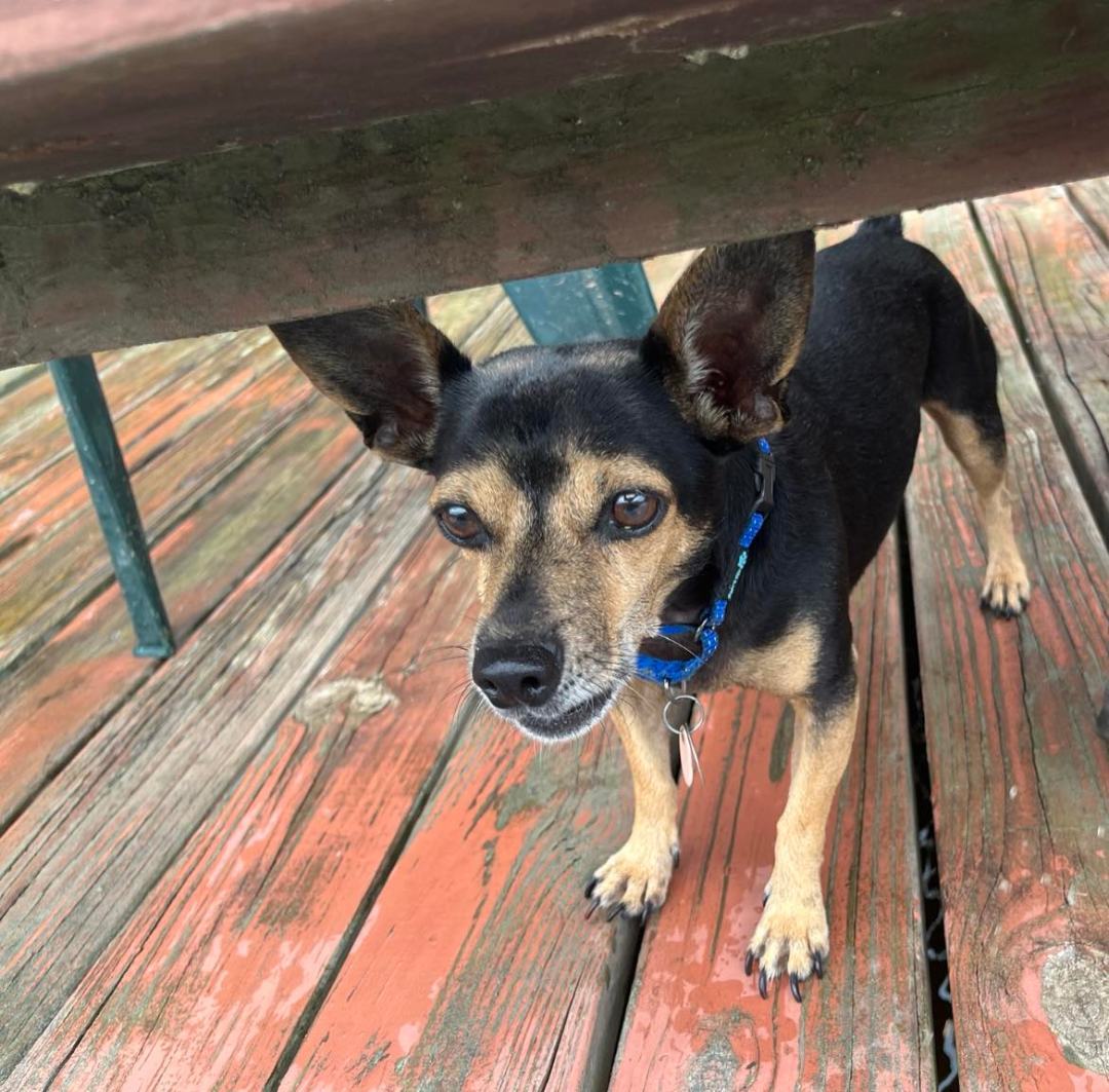 Enlarge Bingo , a Adopted Terrier in Dallas, TX image 5/5