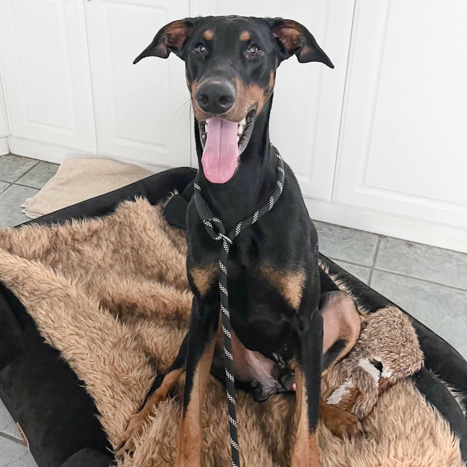 Master 3585, Adopted, Adult Male Doberman Pinscher.