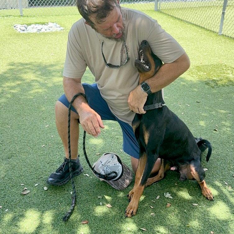 Enlarge Master 3585, a Adoptable Doberman Pinscher in Oakland Park, FL image 1/3