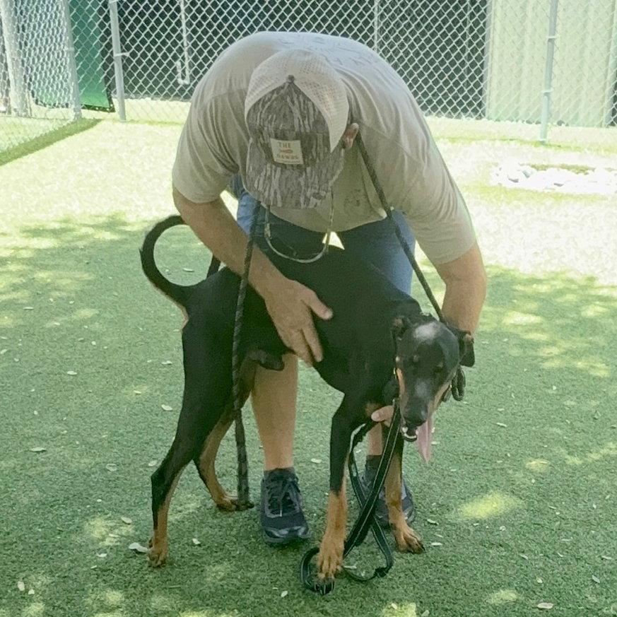 Enlarge Master 3585, a Adoptable Doberman Pinscher in Oakland Park, FL image 2/3