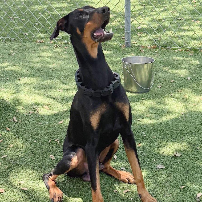 Enlarge Master 3585, a Adoptable Doberman Pinscher in Oakland Park, FL image 3/3