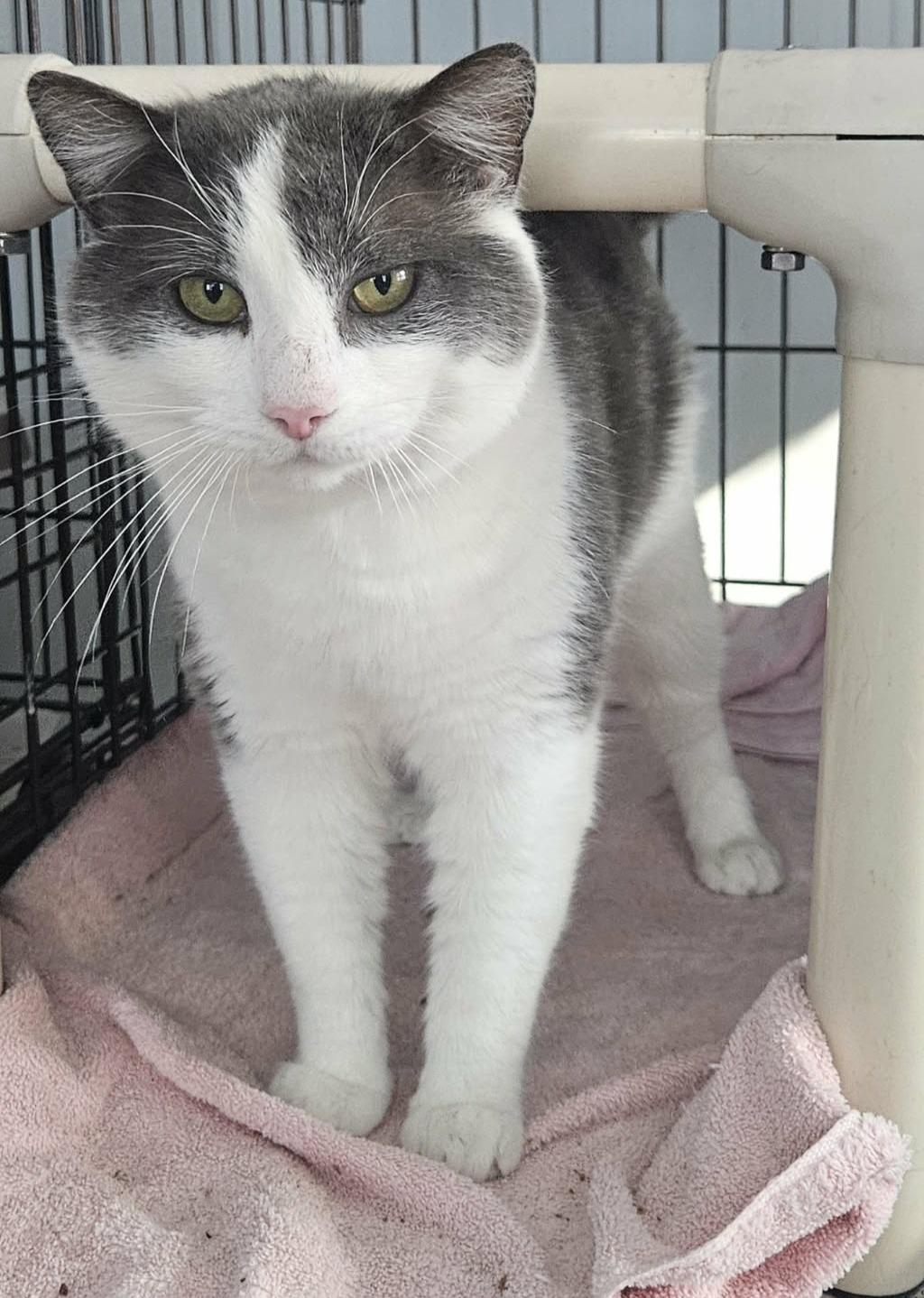 Enlarge Lance (Gentle Giant), a ADOPTABLE Domestic Short Hair in Rochester, NY image 2/5