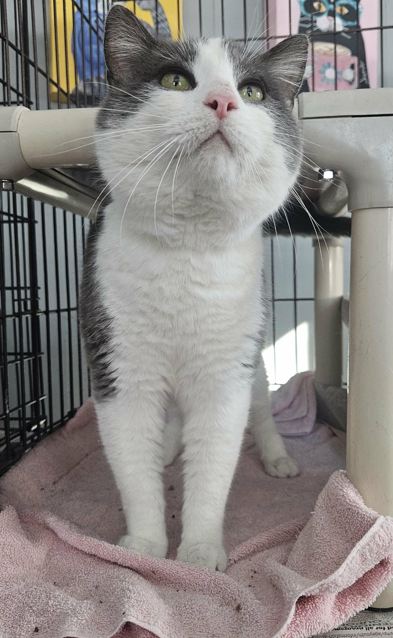 Enlarge Lance (Gentle Giant), a ADOPTABLE Domestic Short Hair in Rochester, NY image 3/5