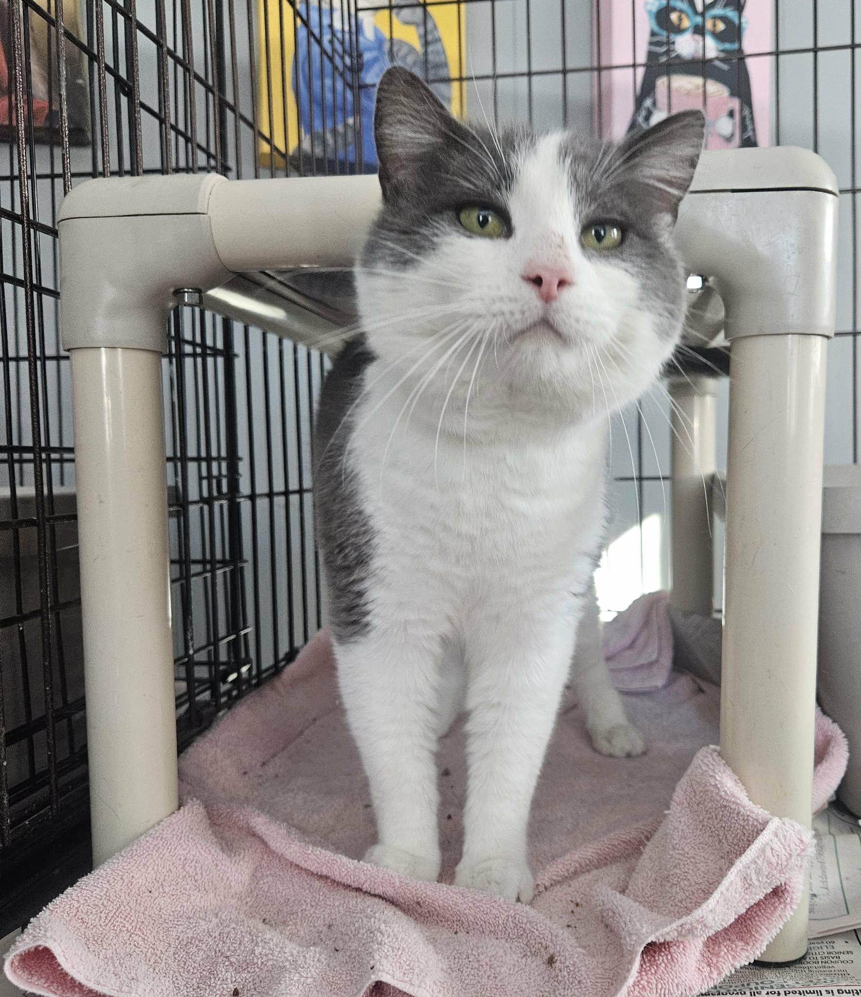 Lance (Gentle Giant), ADOPTABLE, Adult Male Domestic Short Hair.