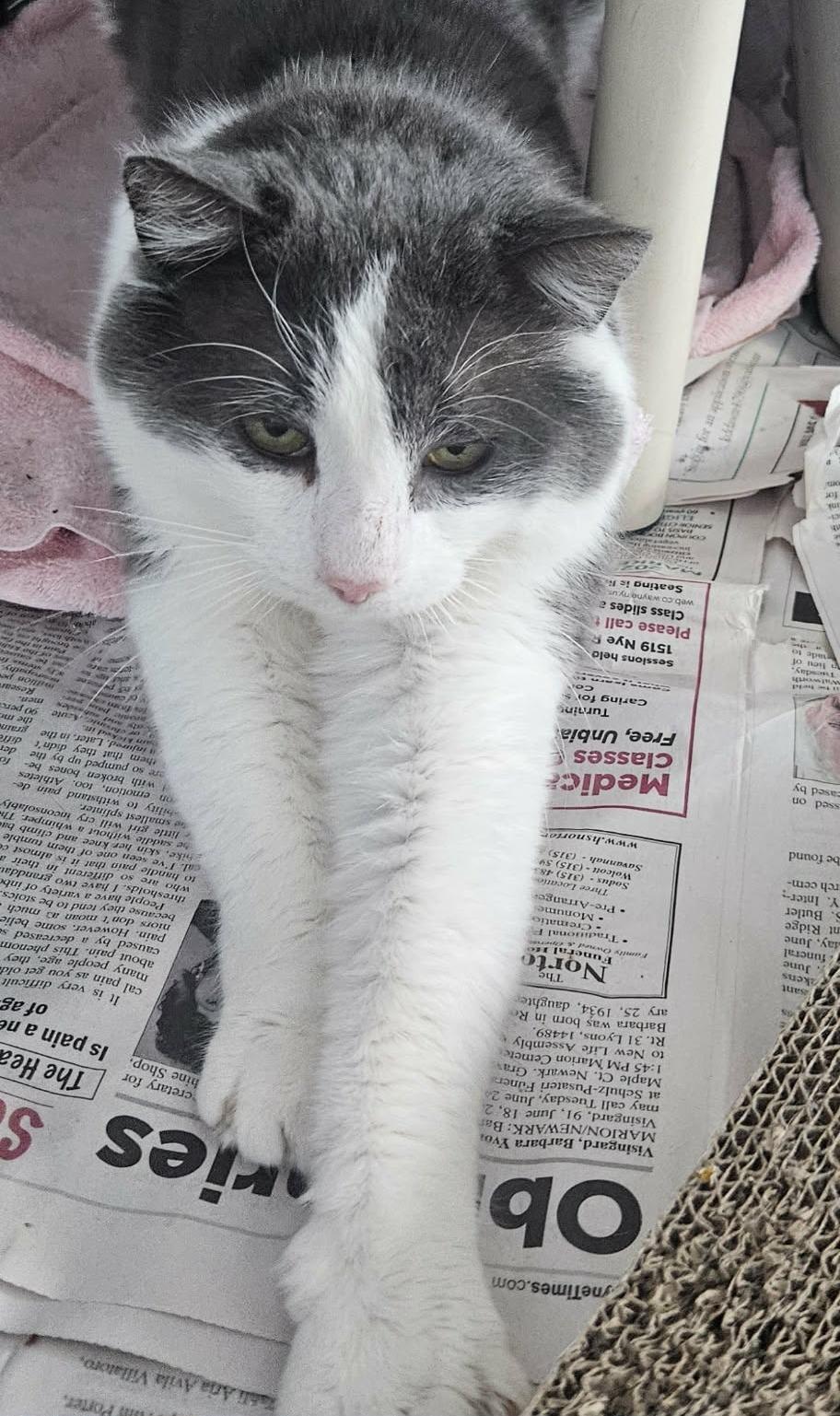 Enlarge Lance (Gentle Giant), a ADOPTABLE Domestic Short Hair in Rochester, NY image 5/5