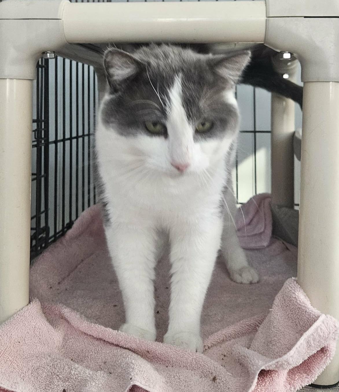 Enlarge Lance (Gentle Giant), a ADOPTABLE Domestic Short Hair in Rochester, NY image 4/5