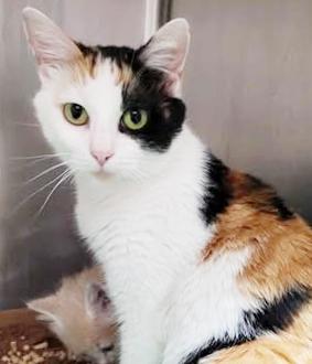 Watermelon is simply wonderful! THERAPY MOM cat LOVES KIDS - SEE VIDEOS!