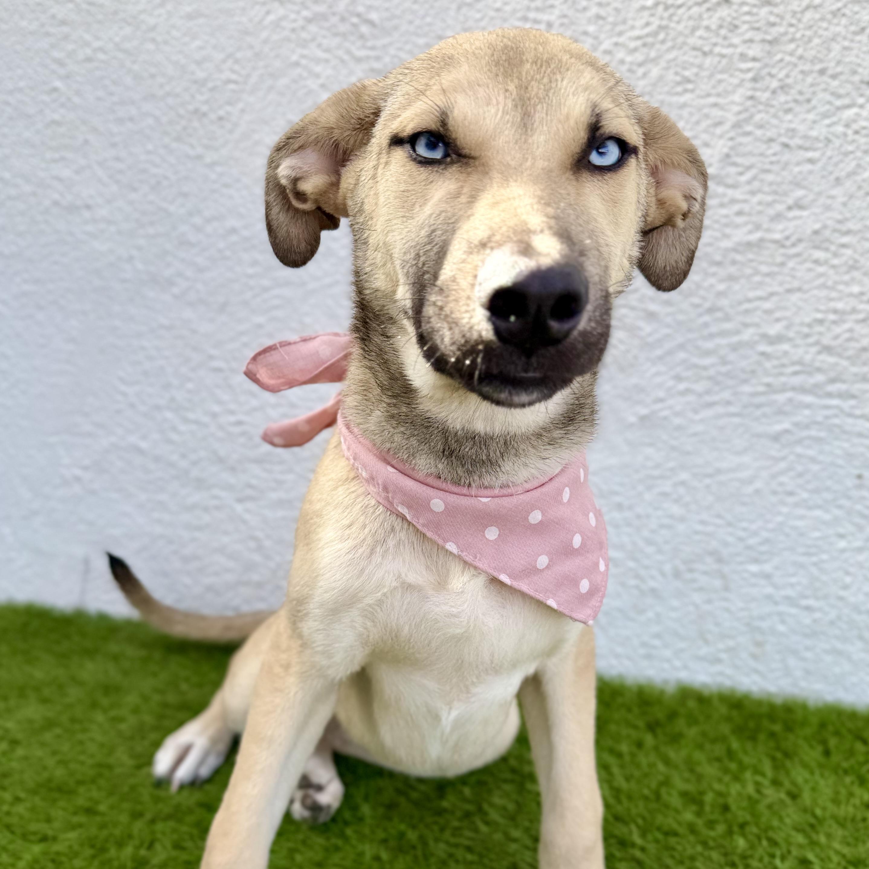 Enlarge BABY BLUE, a Adoptable mixed breed in La Jolla, CA image 3/6