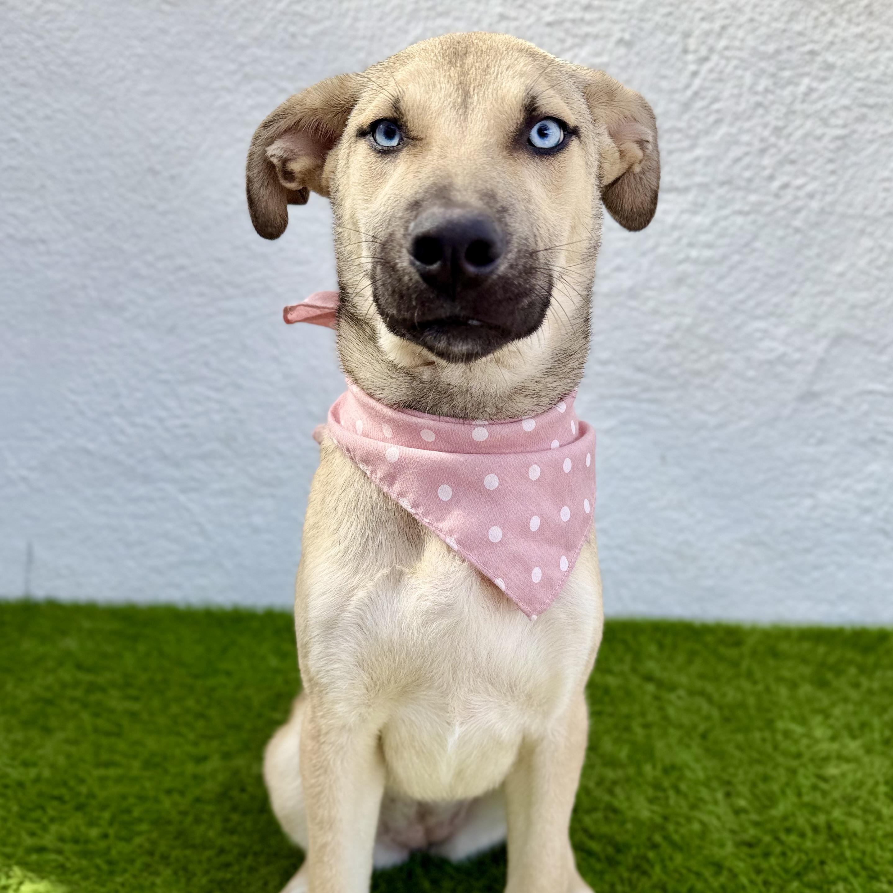 Enlarge BABY BLUE, a Adoptable mixed breed in La Jolla, CA image 1/6